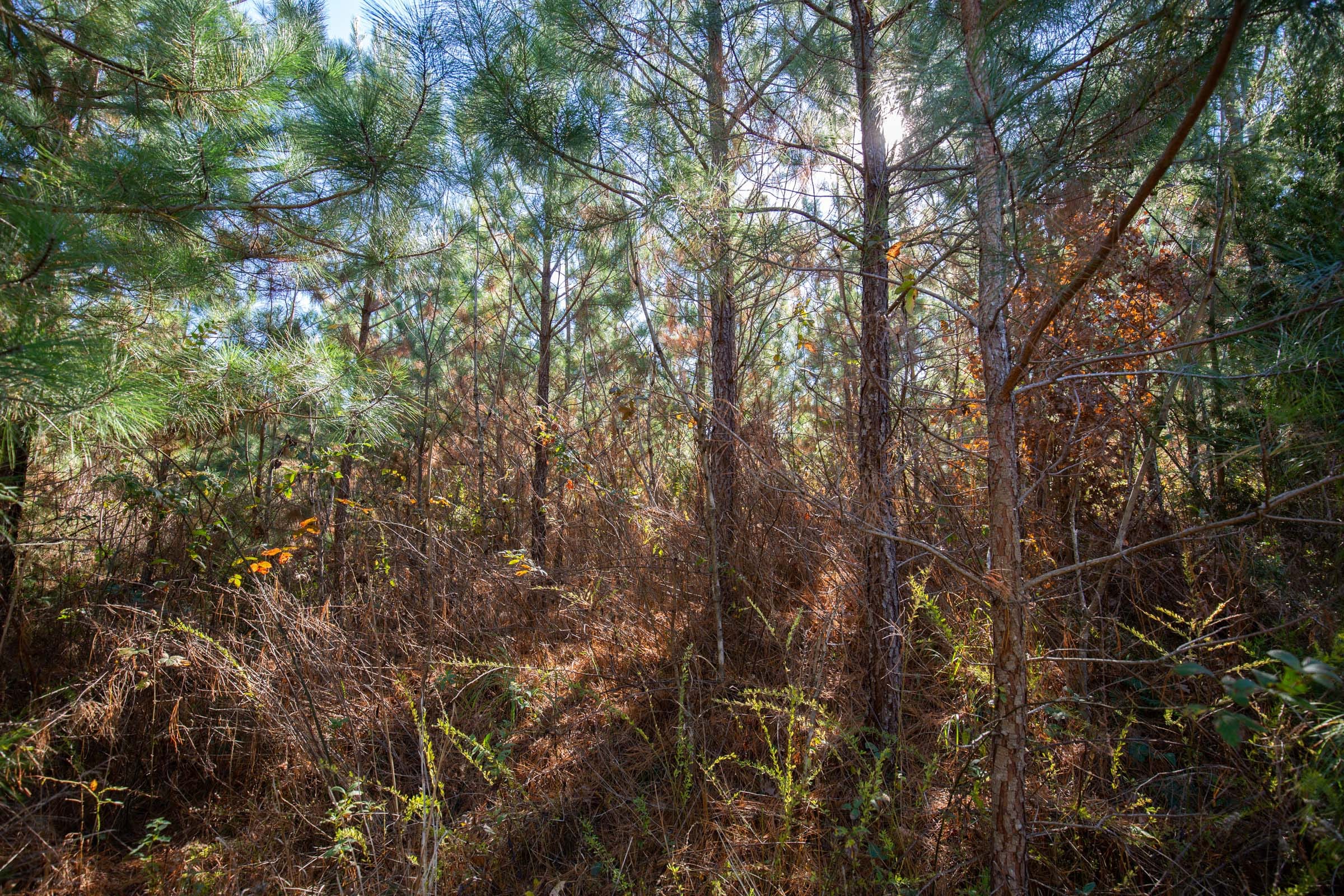 Pine Ridge Tract 5 photo 9