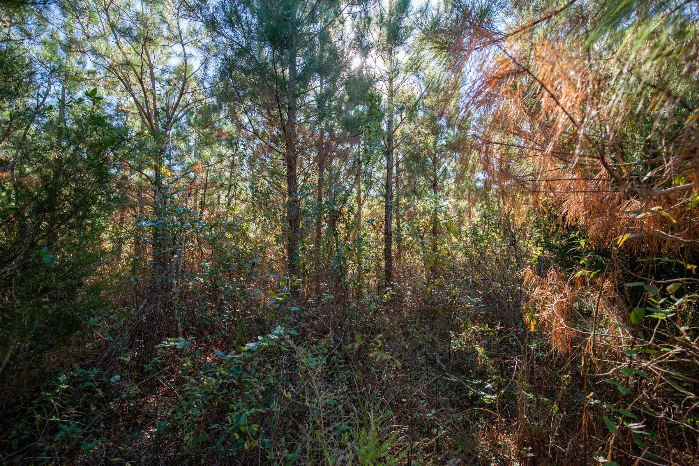 Pine Ridge Tract 5 photo 10