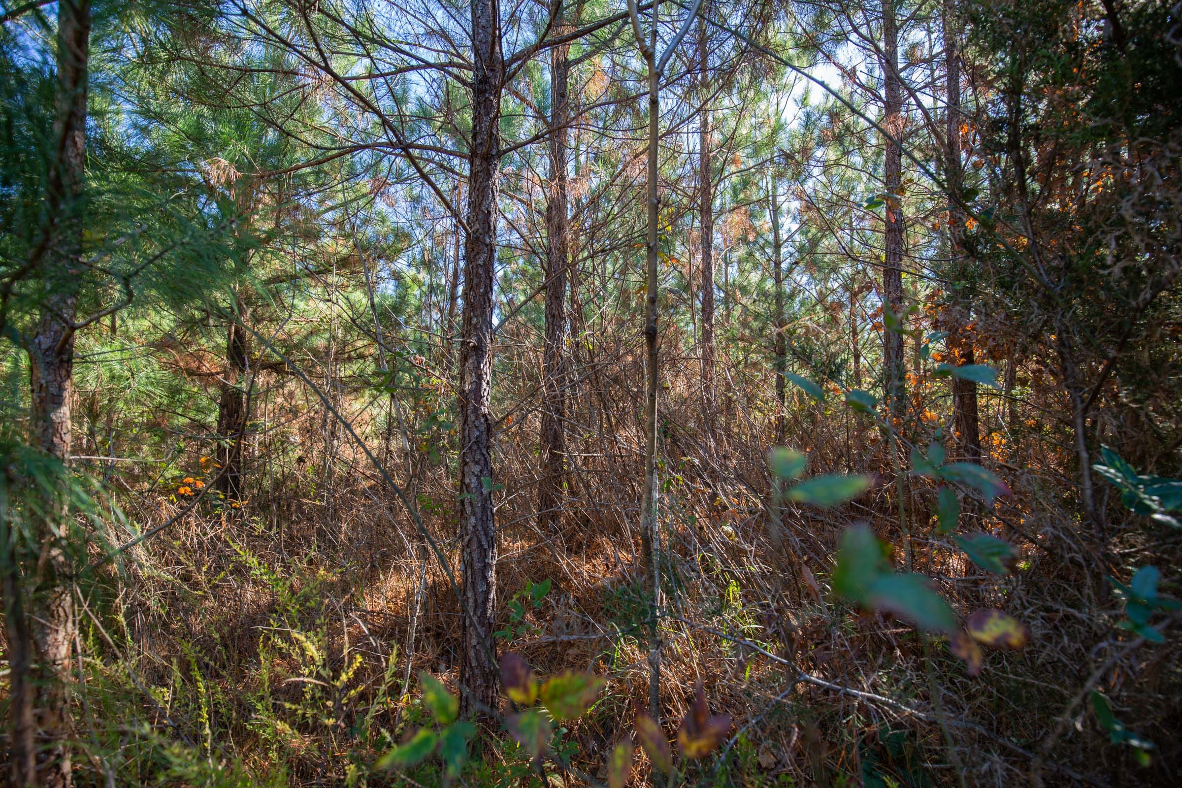 Pine Ridge Tract 5 photo 12