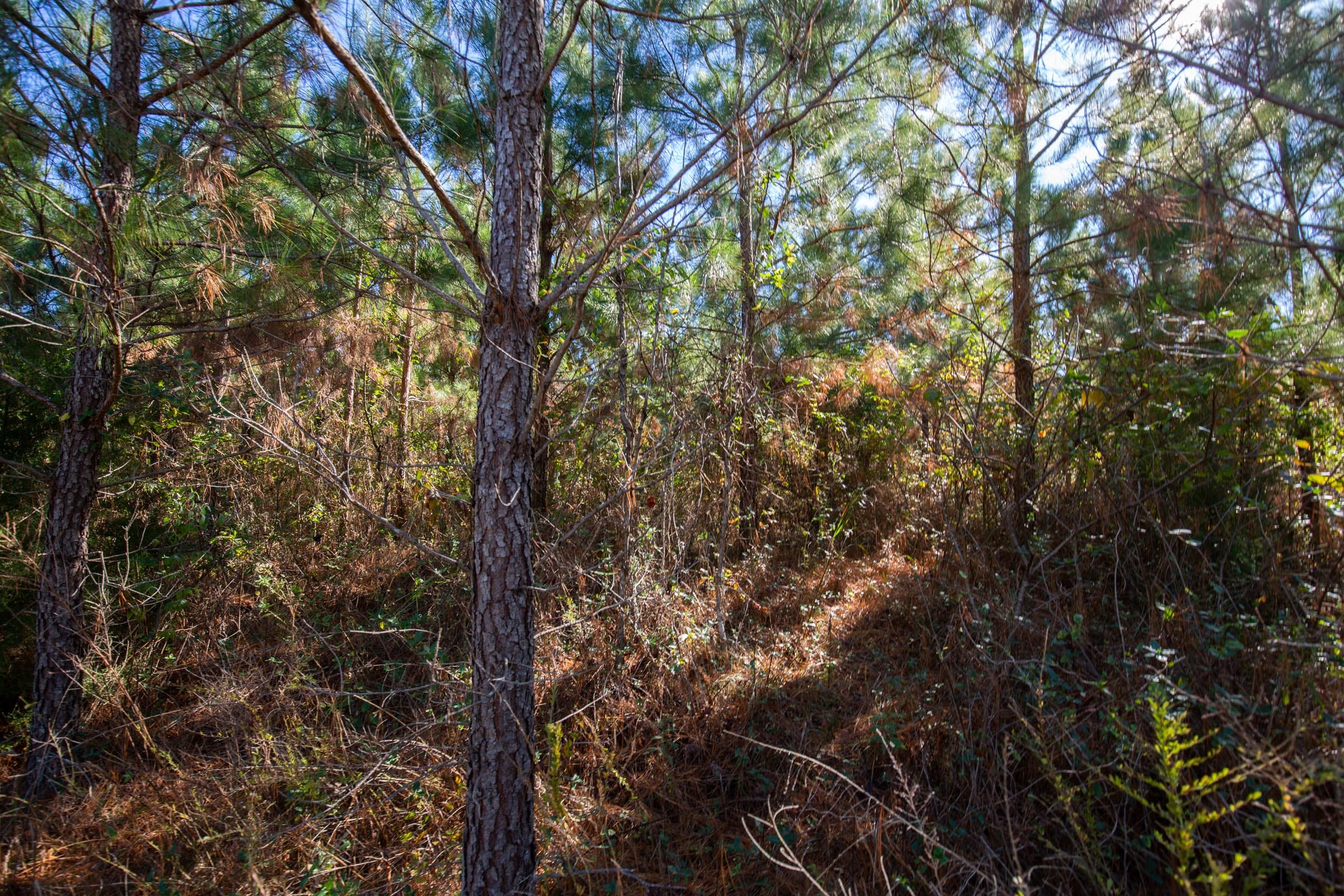 Pine Ridge Tract 5 photo 11