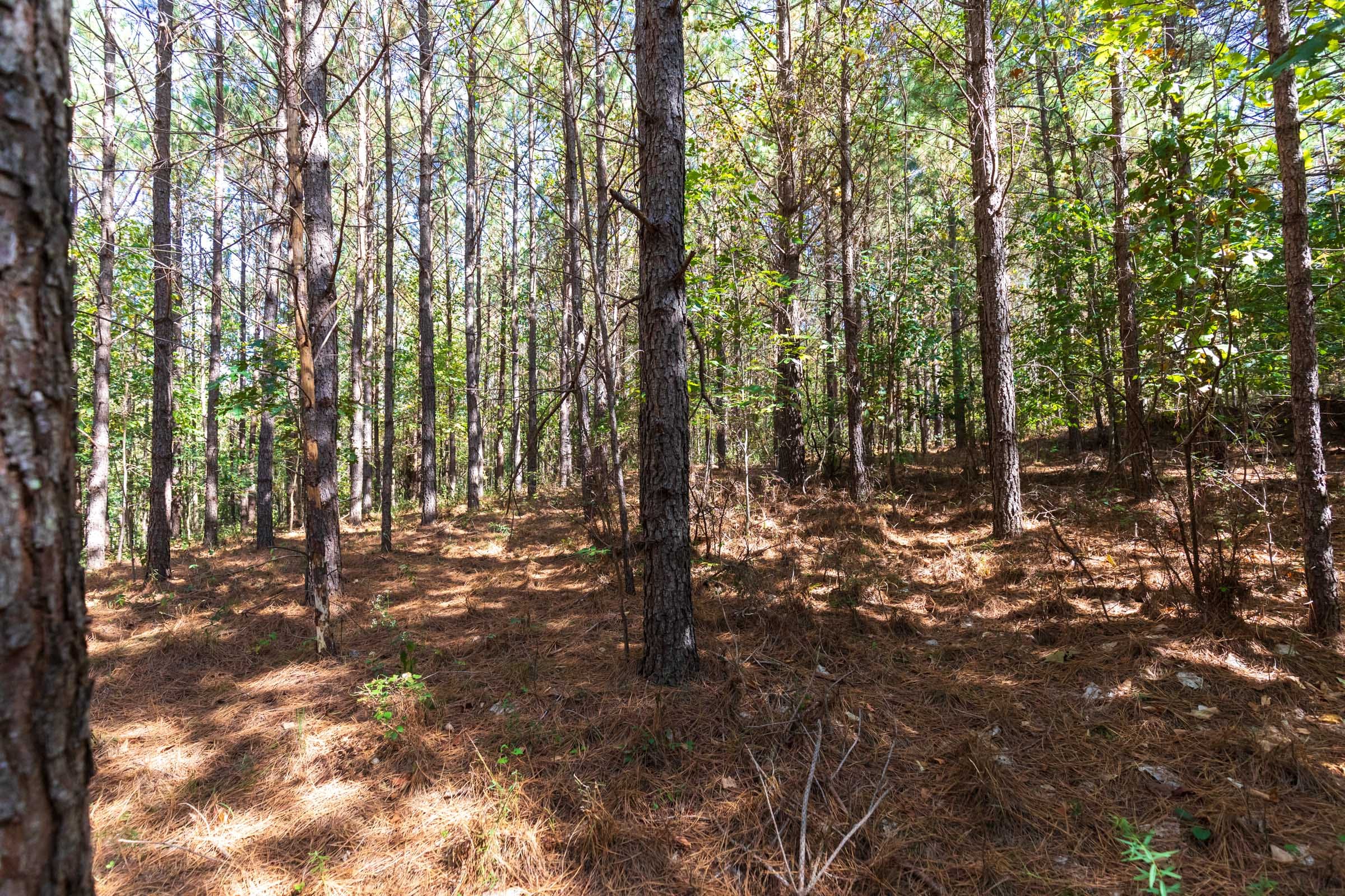 Bear Brook Tract 4 photo 2