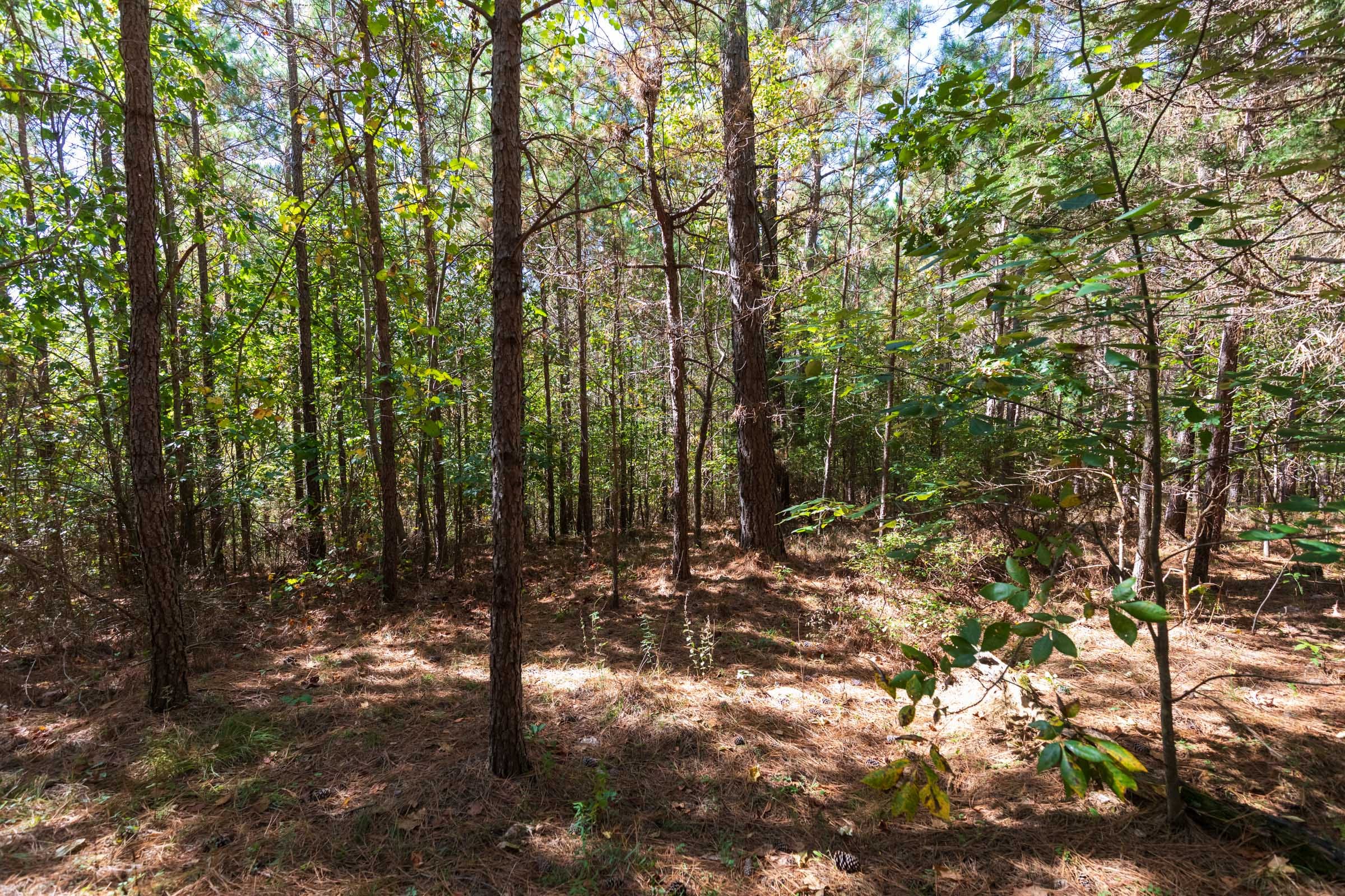 Bear Brook Tract 4 photo 5