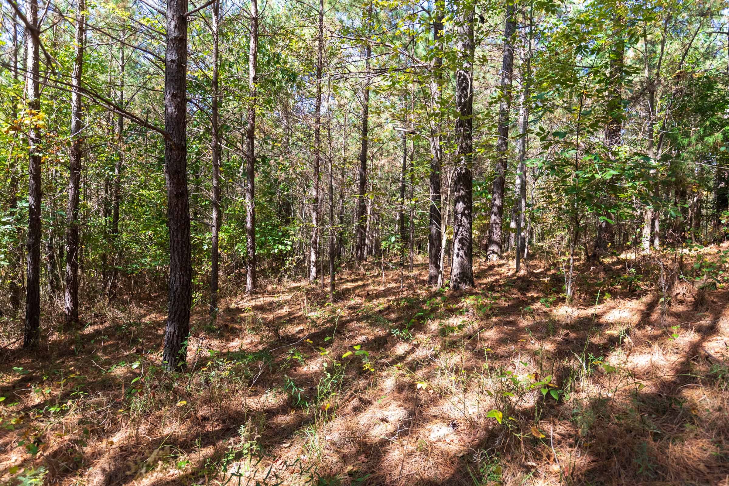 Bear Brook Tract 4 photo 9