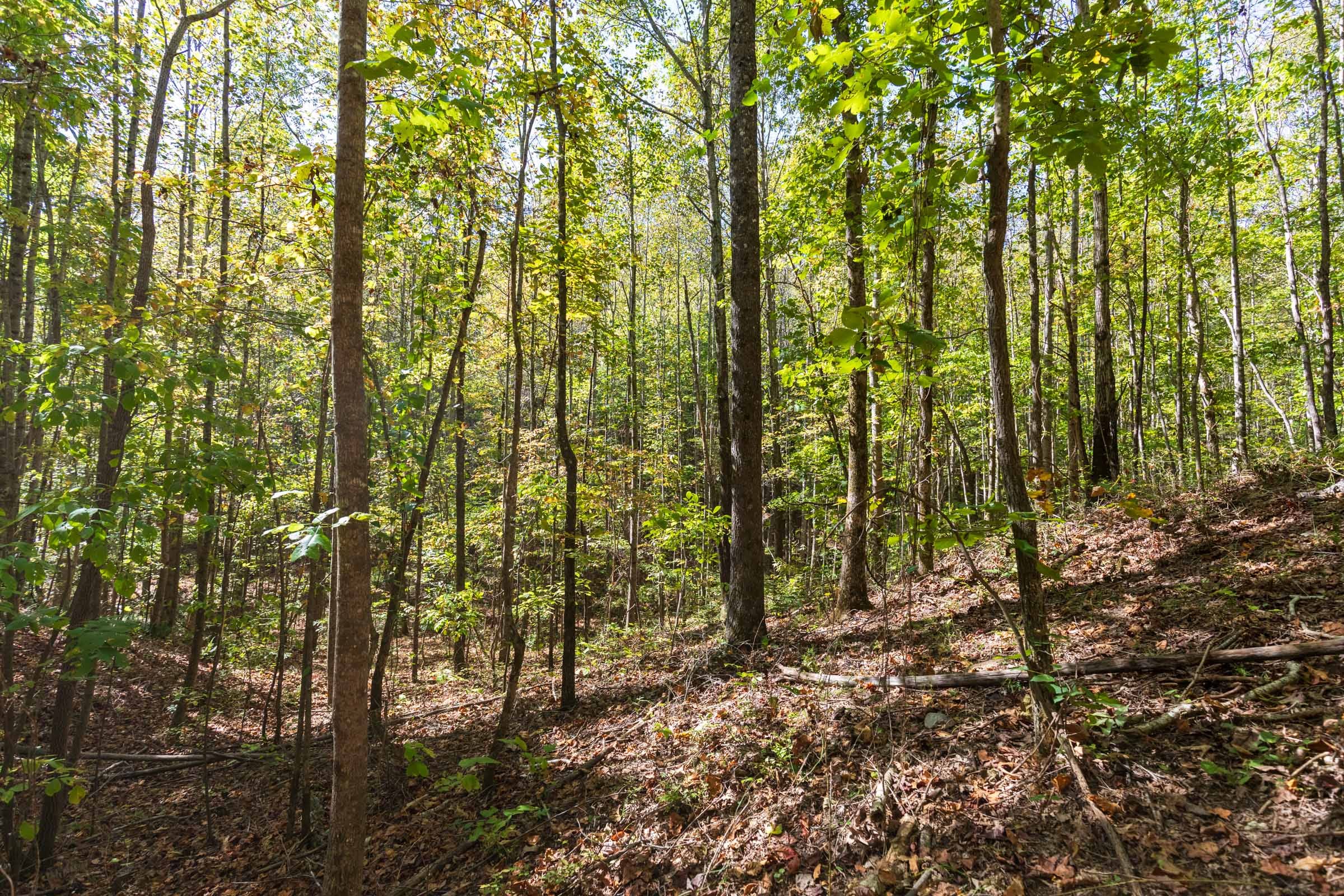 Bear Brook Tract 4 photo 6
