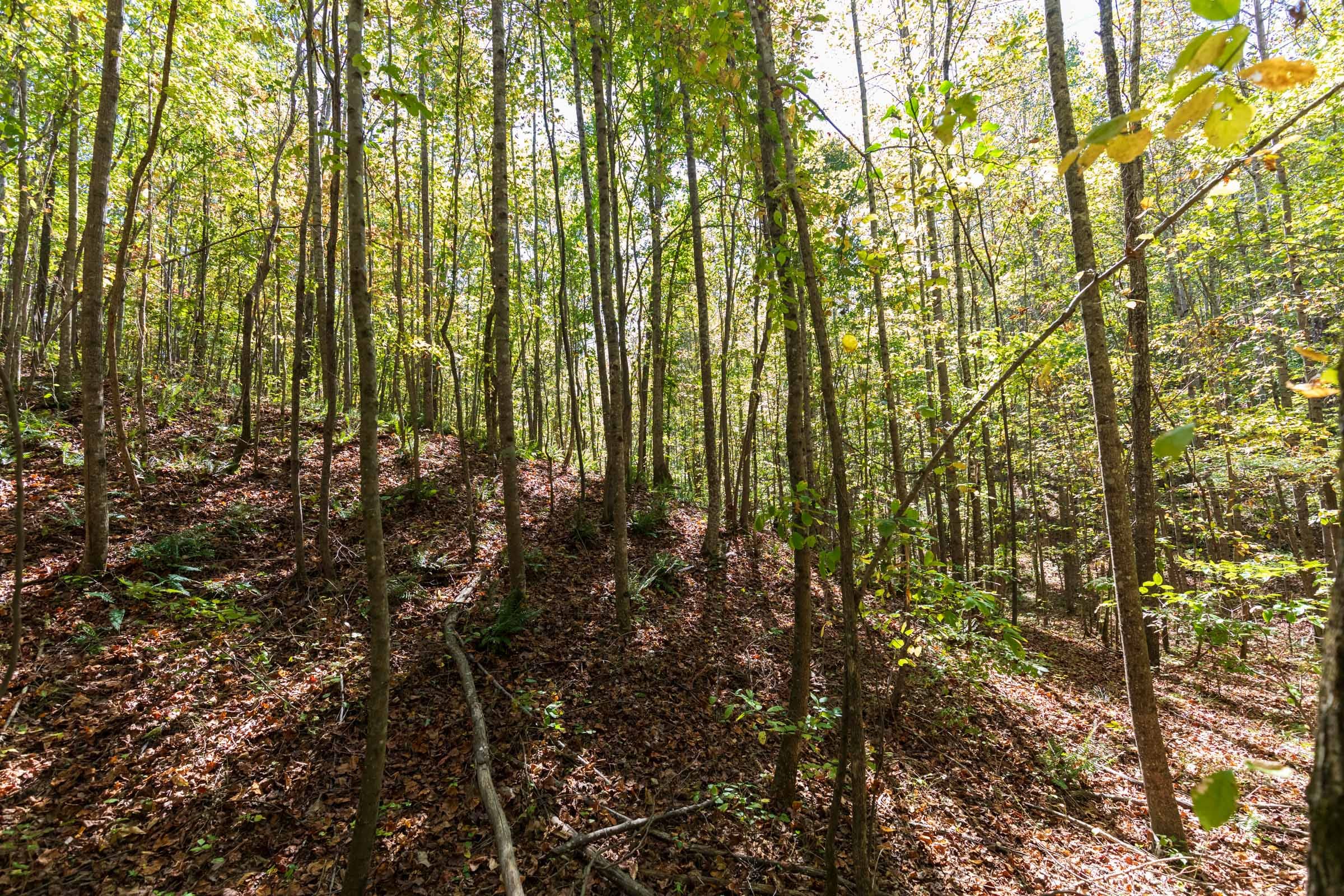 Bear Brook Tract 4 photo 13