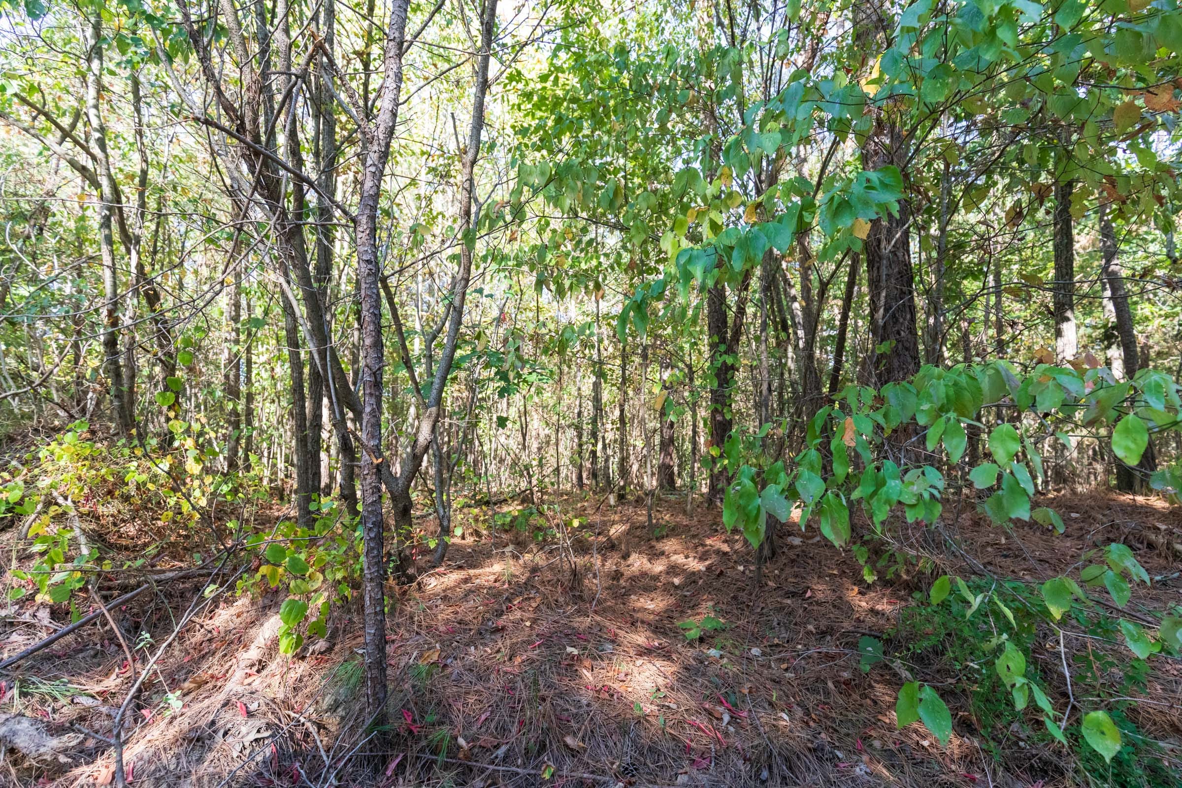 Bear Brook Tract 4 photo 8