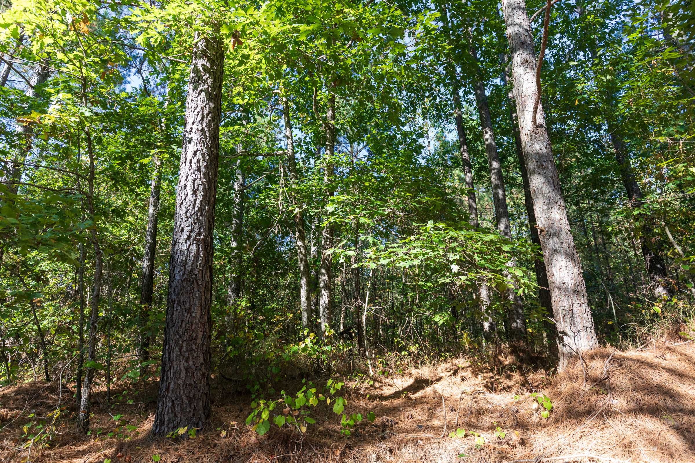 Bear Brook Tract 4 photo 12