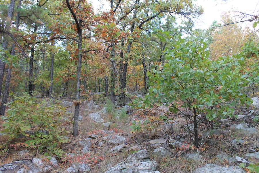 Indian Ridge – Phase III Tract 101 photo 15