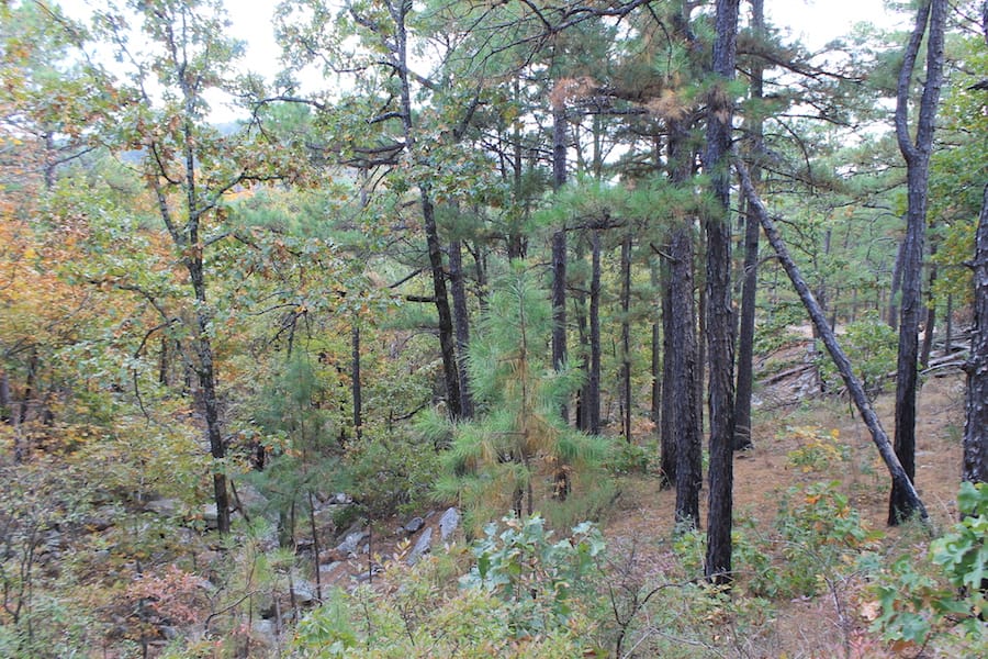 Indian Ridge – Phase III Tract 101 photo 16