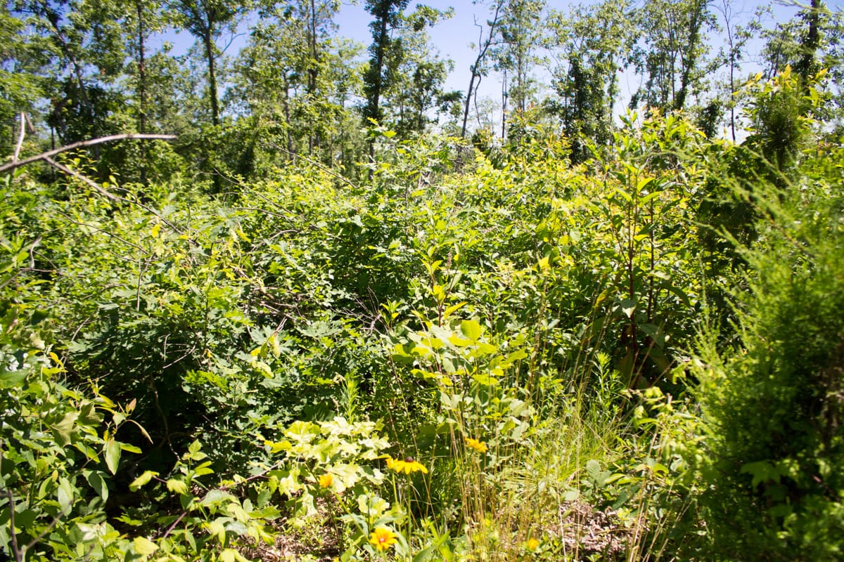 Timber Crossing Tract 7 photo 2