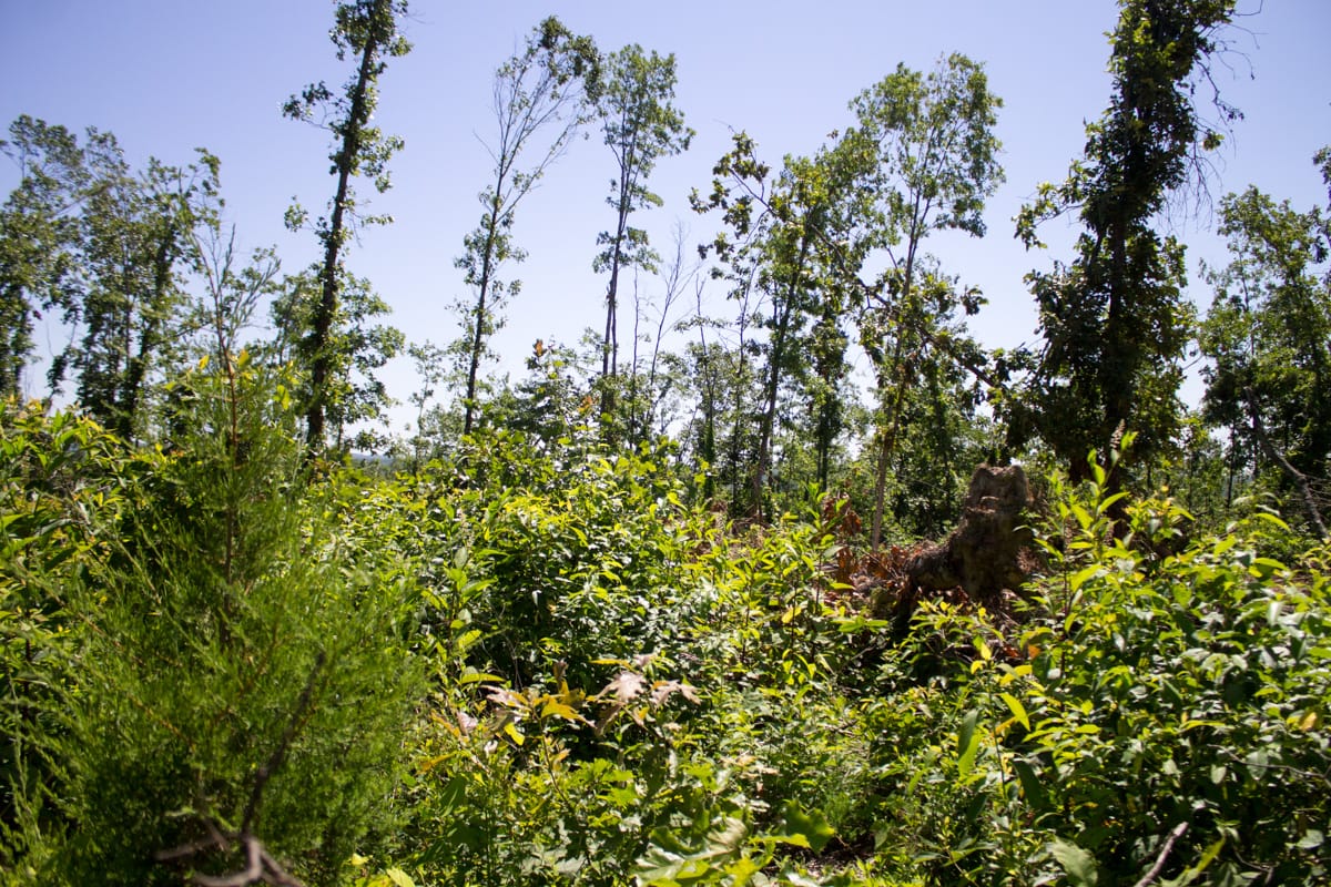 Timber Crossing Tract 7 photo 3