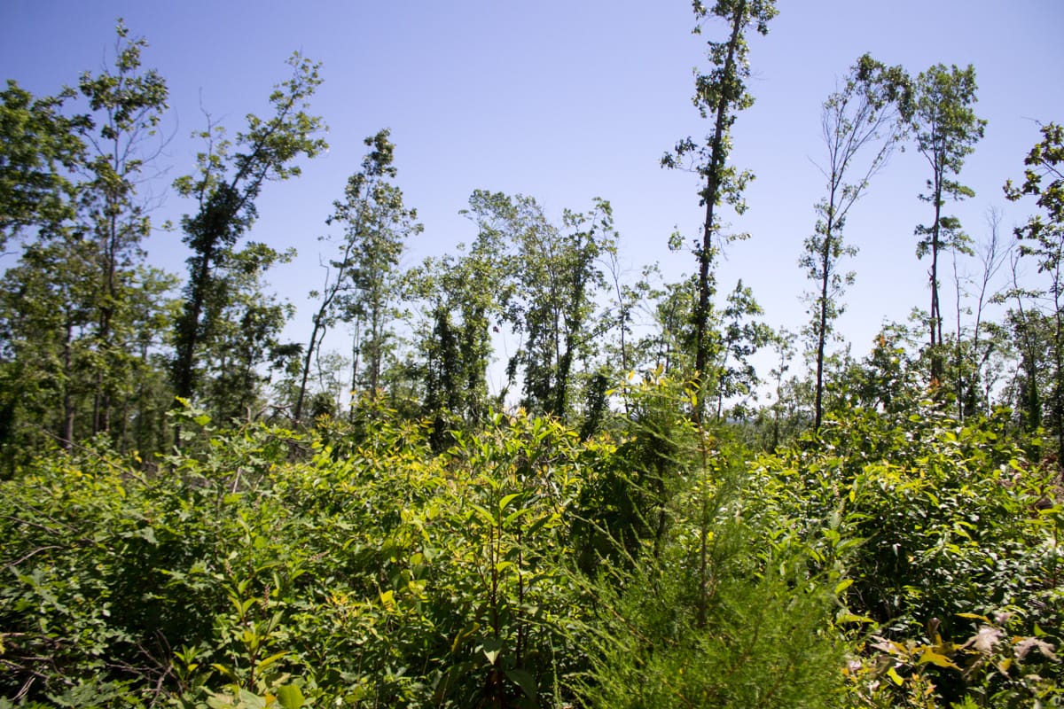Timber Crossing Tract 7 photo 4