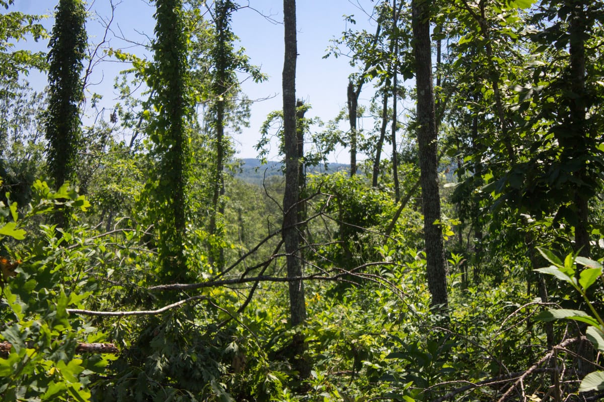 Timber Crossing Tract 7 photo 7