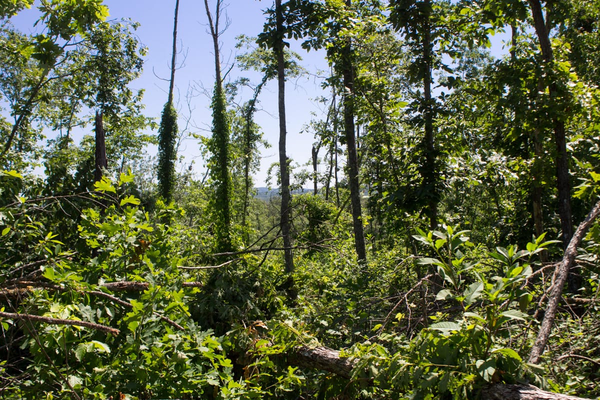 Timber Crossing Tract 7 photo 8