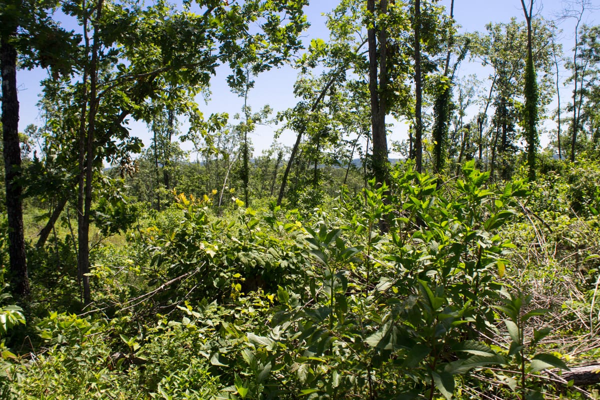 Timber Crossing Tract 7 photo 9