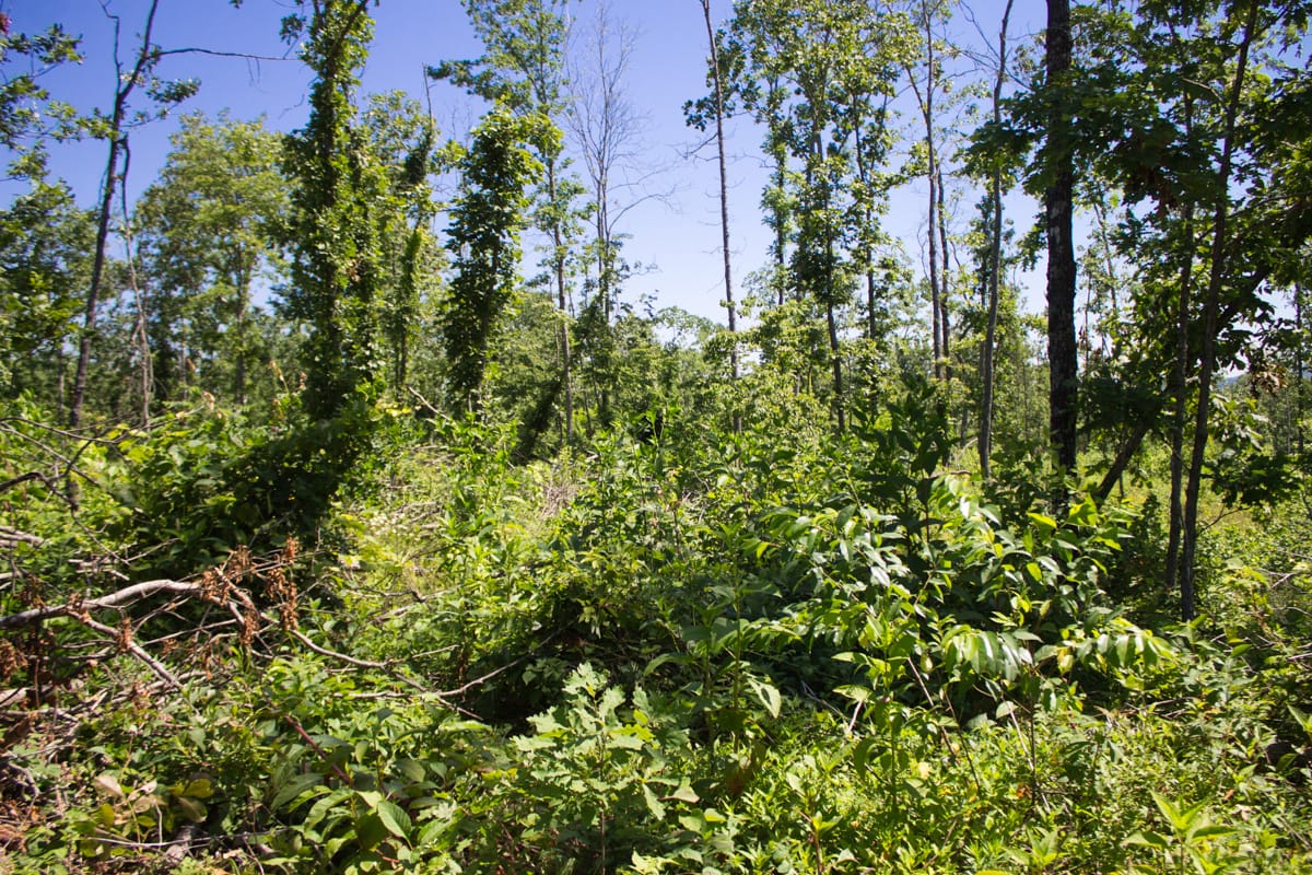 Timber Crossing Tract 7 photo 10
