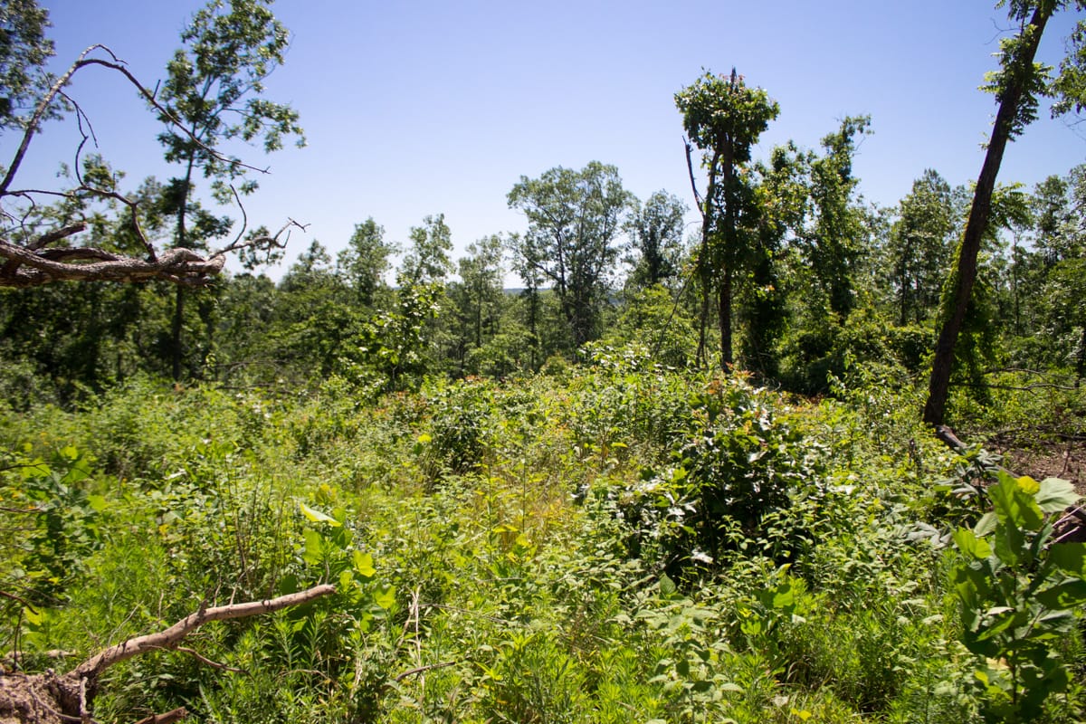 Timber Crossing Tract 7 photo 11