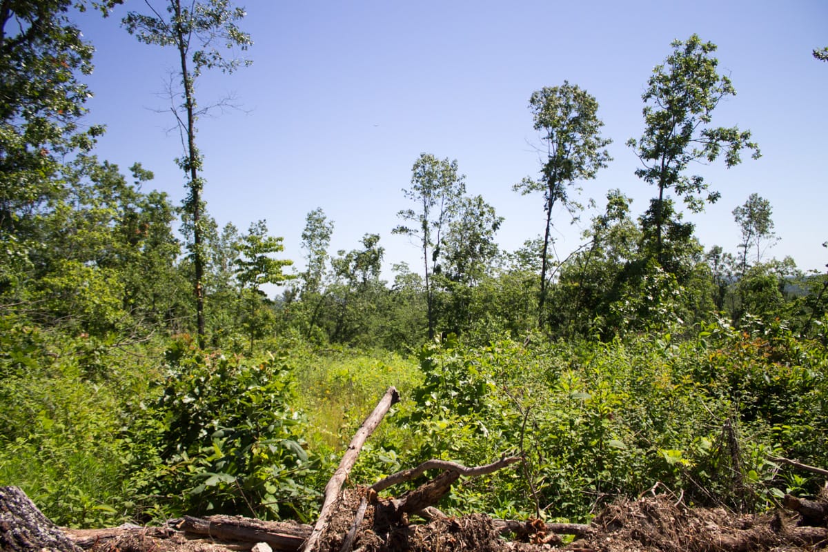 Timber Crossing Tract 7 photo 12
