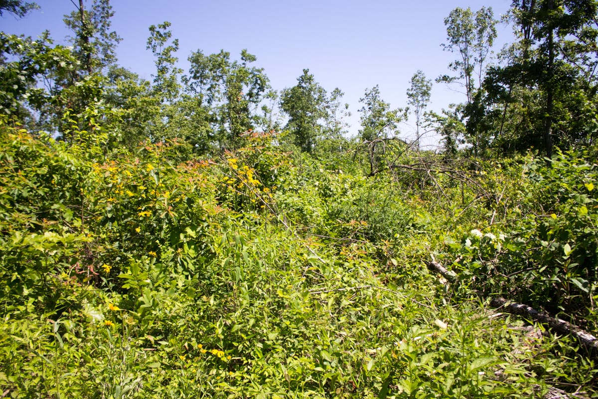 Timber Crossing Tract 7 photo 13