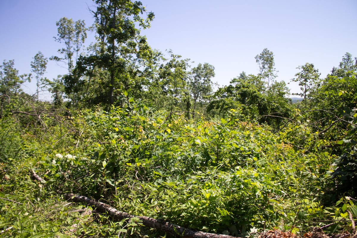 Timber Crossing Tract 7 photo 14