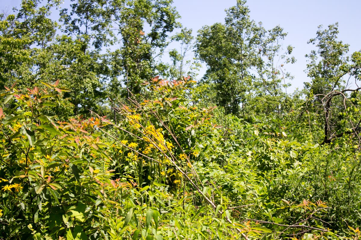 Timber Crossing Tract 7 photo 15