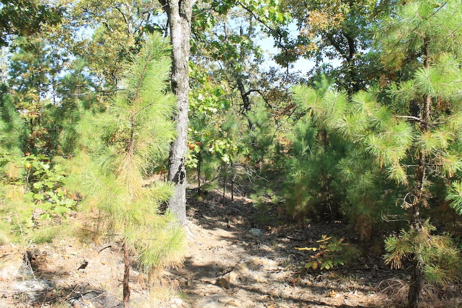 Indian Ridge – Phase III Tract 111 photo 4