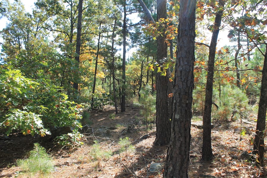 Indian Ridge – Phase III Tract 111 photo 6