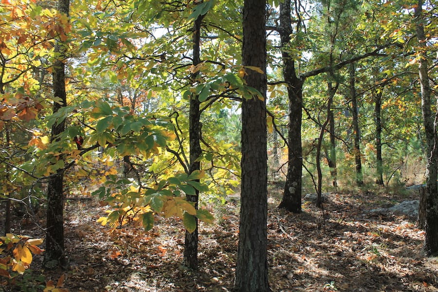 Indian Ridge – Phase III Tract 111 photo 9