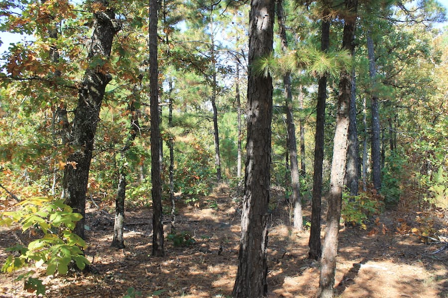 Indian Ridge – Phase III Tract 111 photo 10