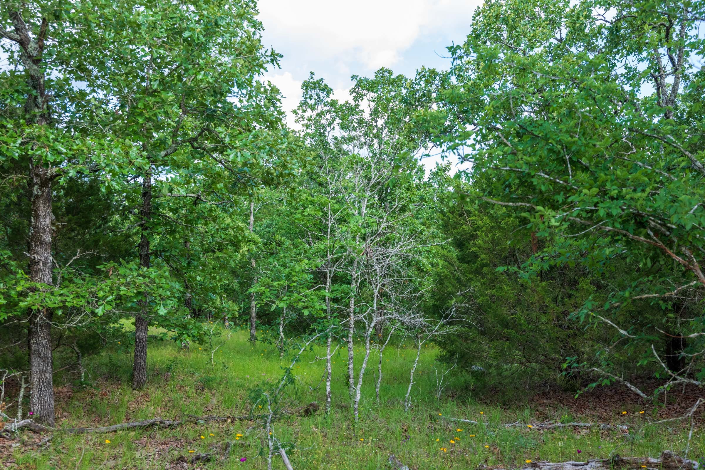 Falcon Crest Tract 24 photo 7
