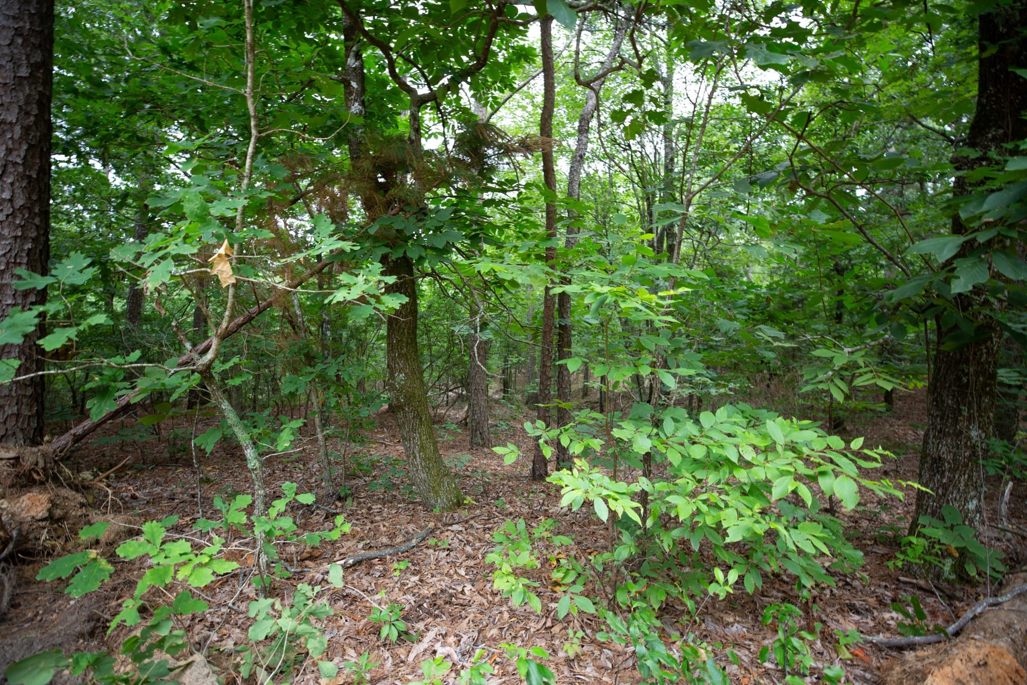 Eagle’s Nest Tract 74 photo 3