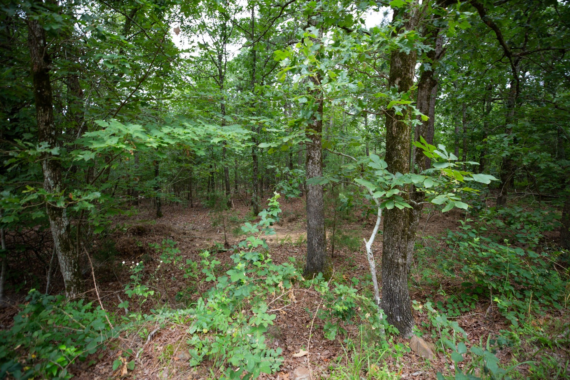 Eagle’s Nest Tract 74 photo 4