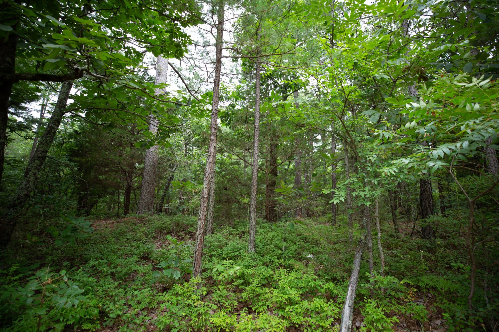 Eagle’s Nest Tract 74 photo 7