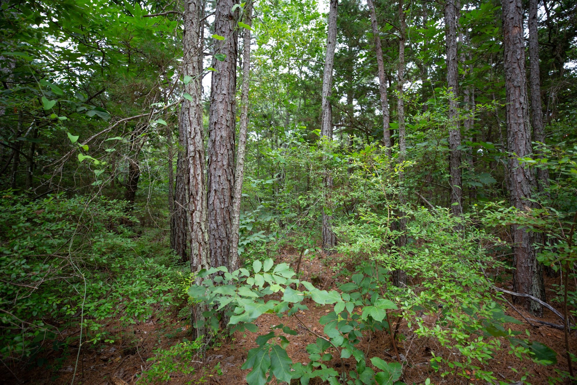 Eagle’s Nest Tract 74 photo 8