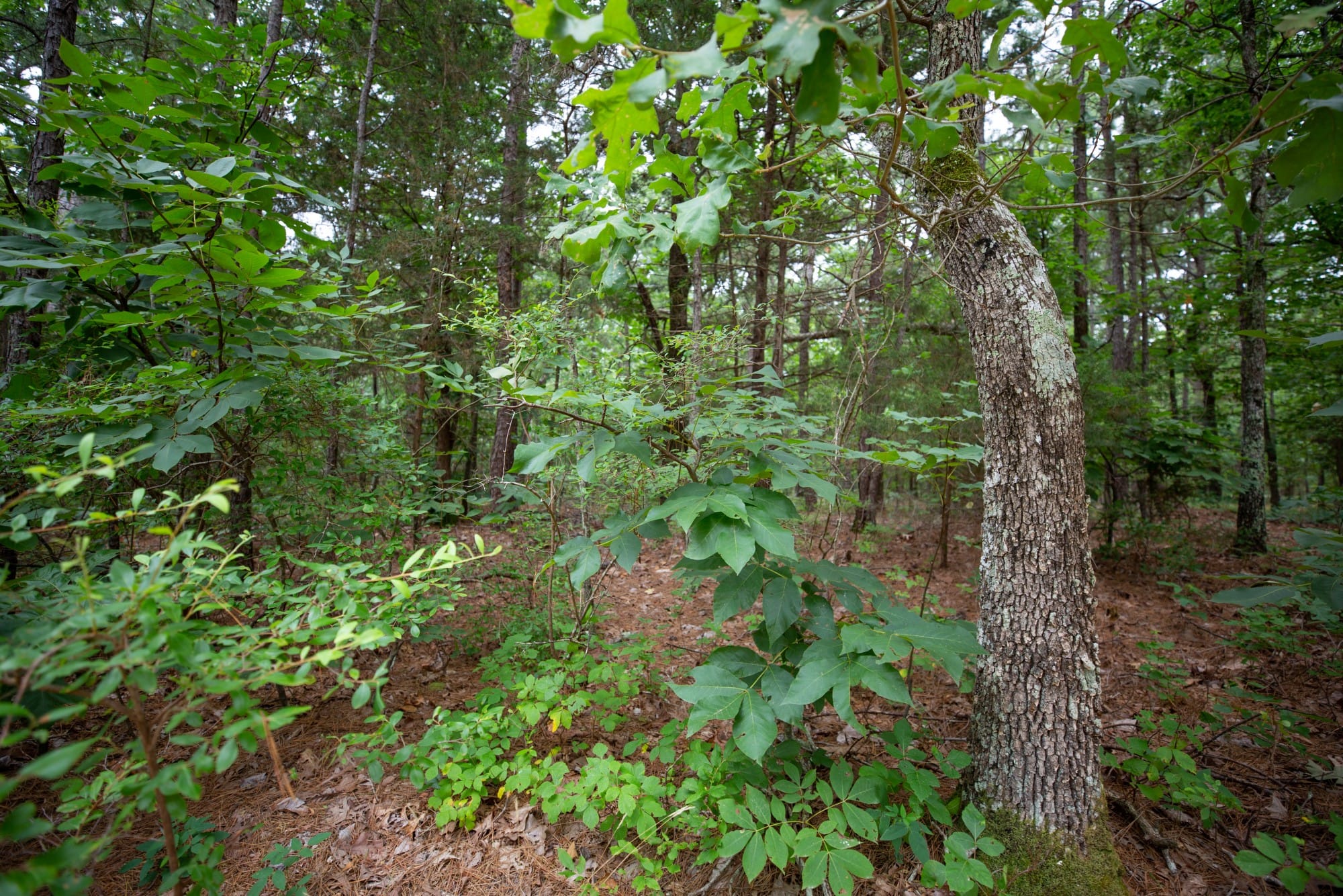 Eagle’s Nest Tract 74 photo 9