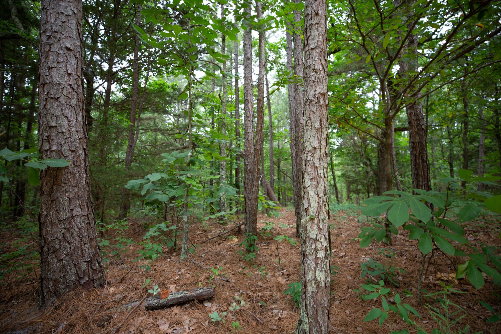 Eagle’s Nest Tract 74 photo 10