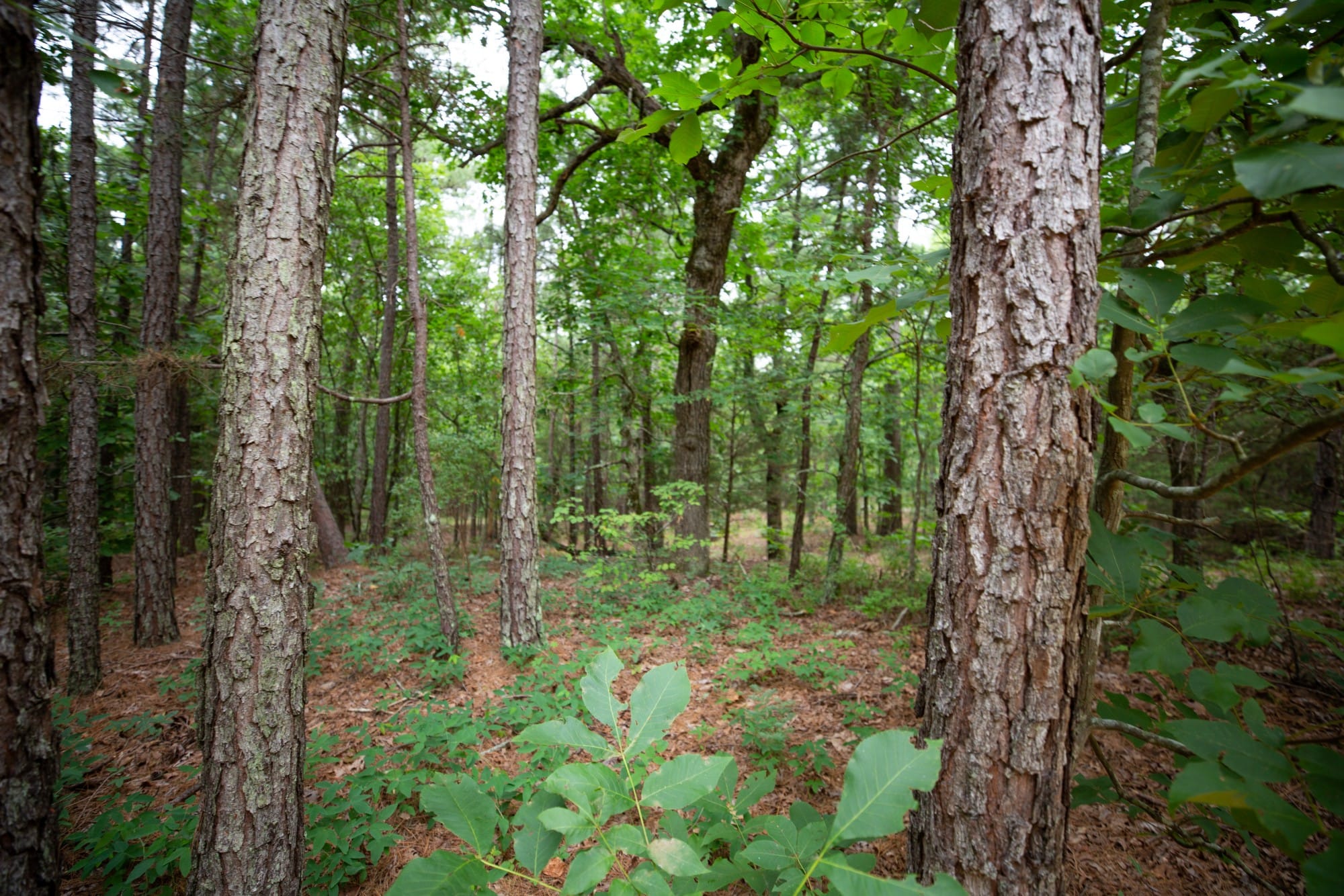 Eagle’s Nest Tract 74 photo 12