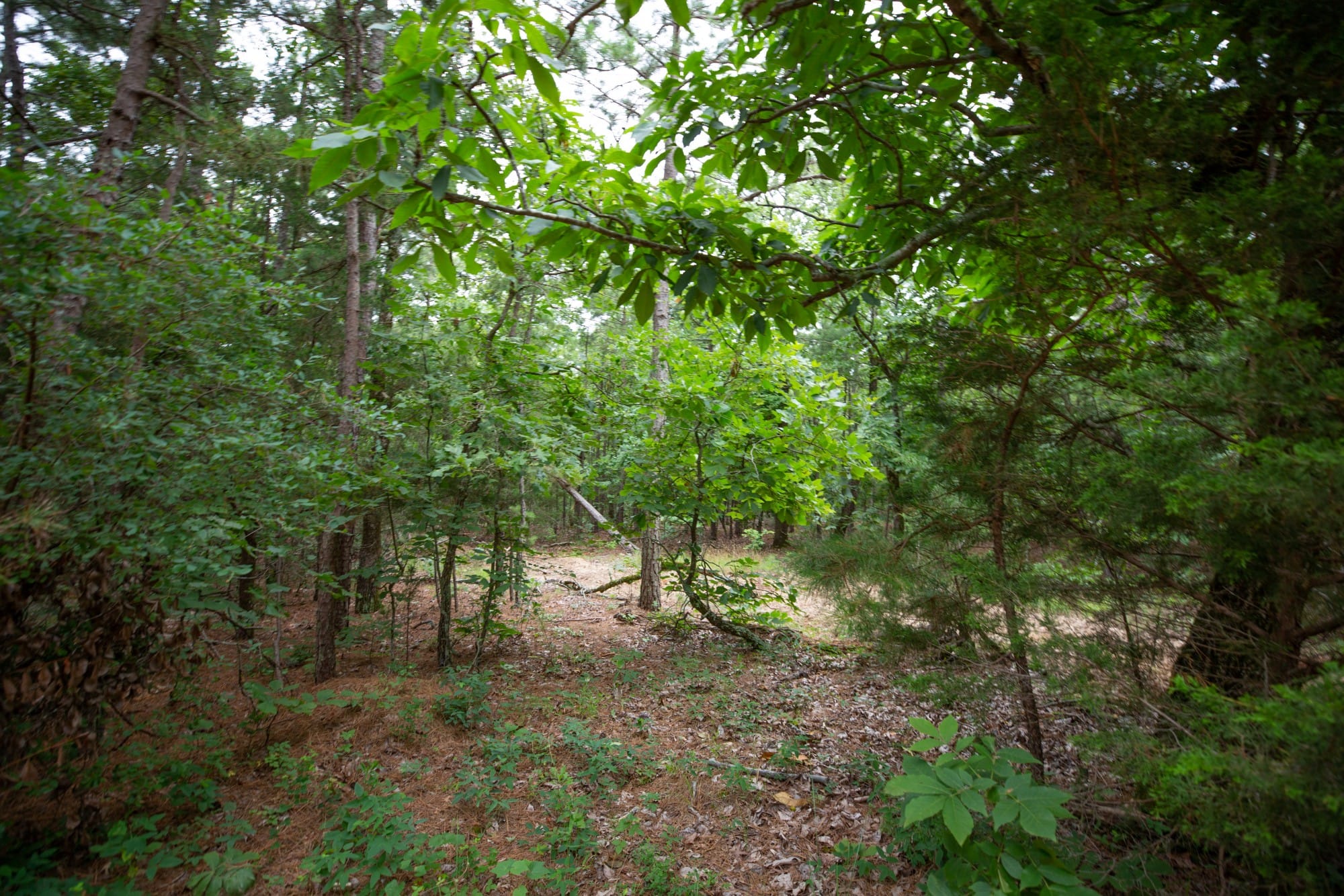 Eagle’s Nest Tract 74 photo 13
