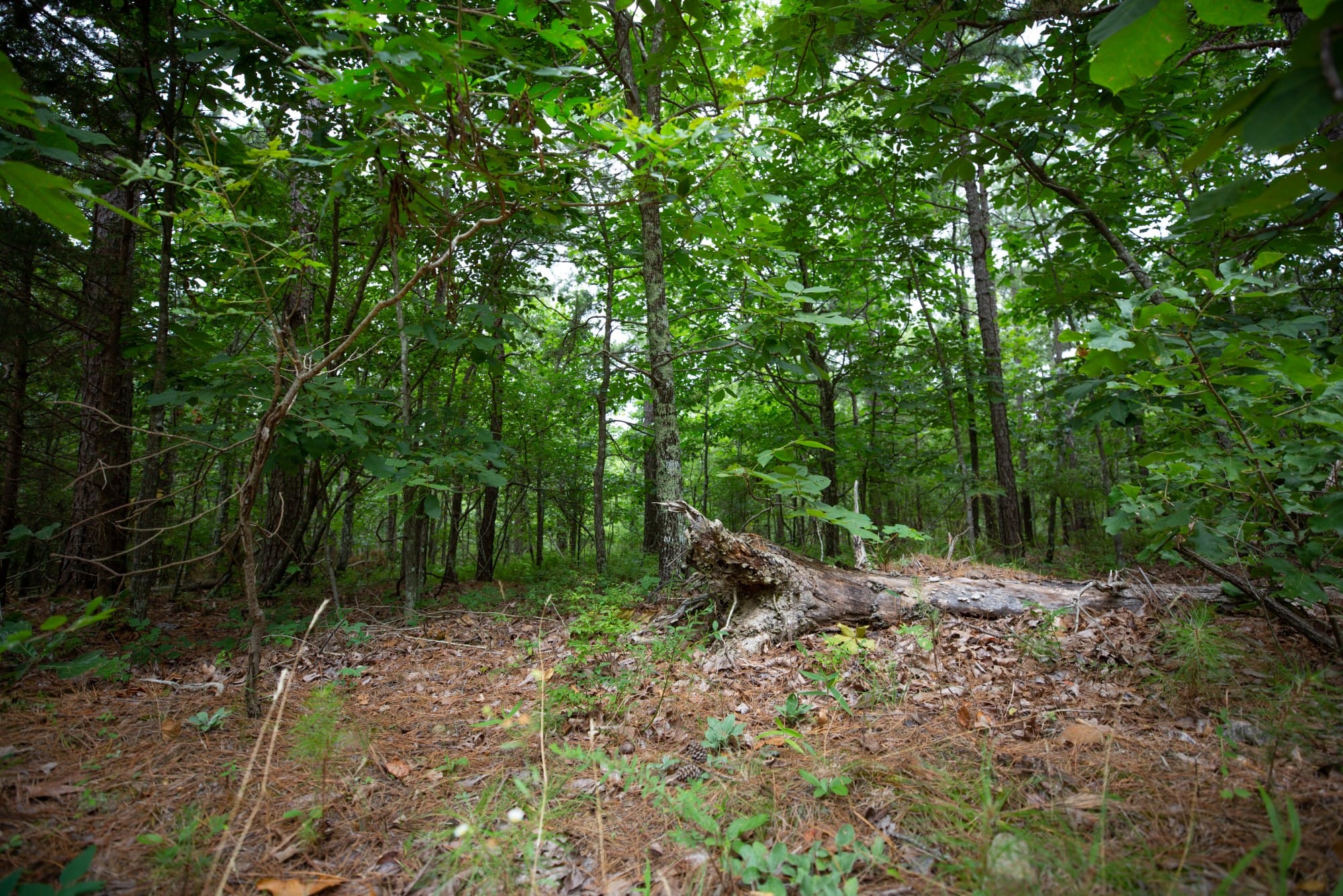 Eagle’s Nest Tract 74 photo 14