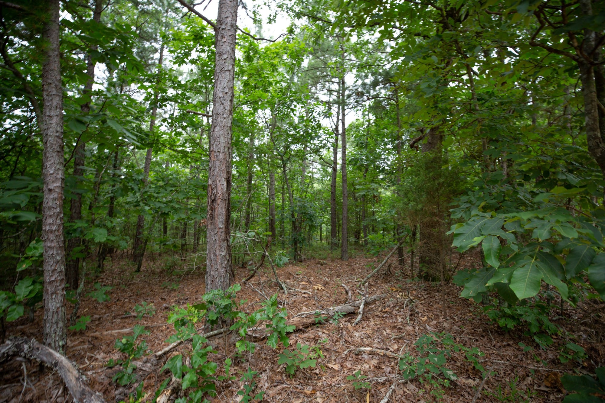 Eagle’s Nest Tract 74 photo 15
