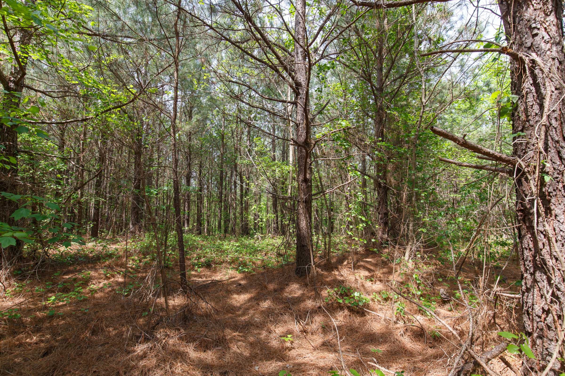 Red Barn Ranch Tract 8 photo 2