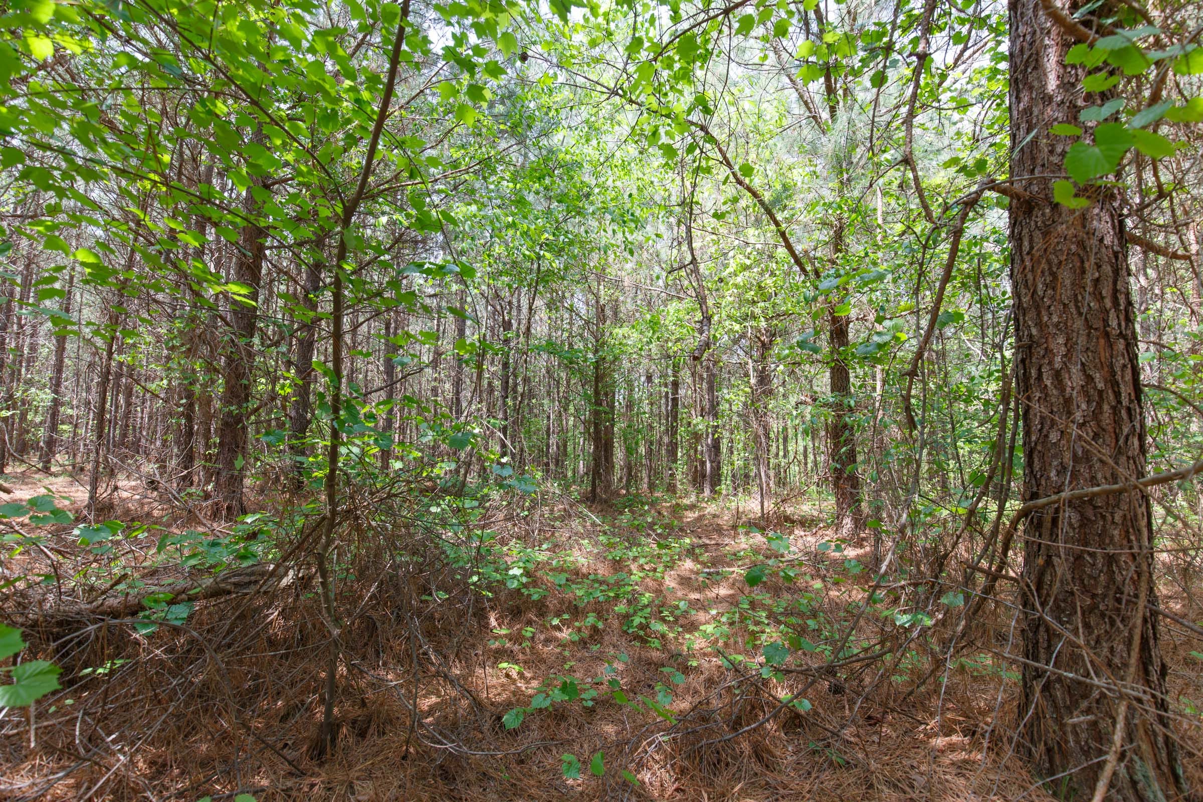Red Barn Ranch Tract 8 photo 3