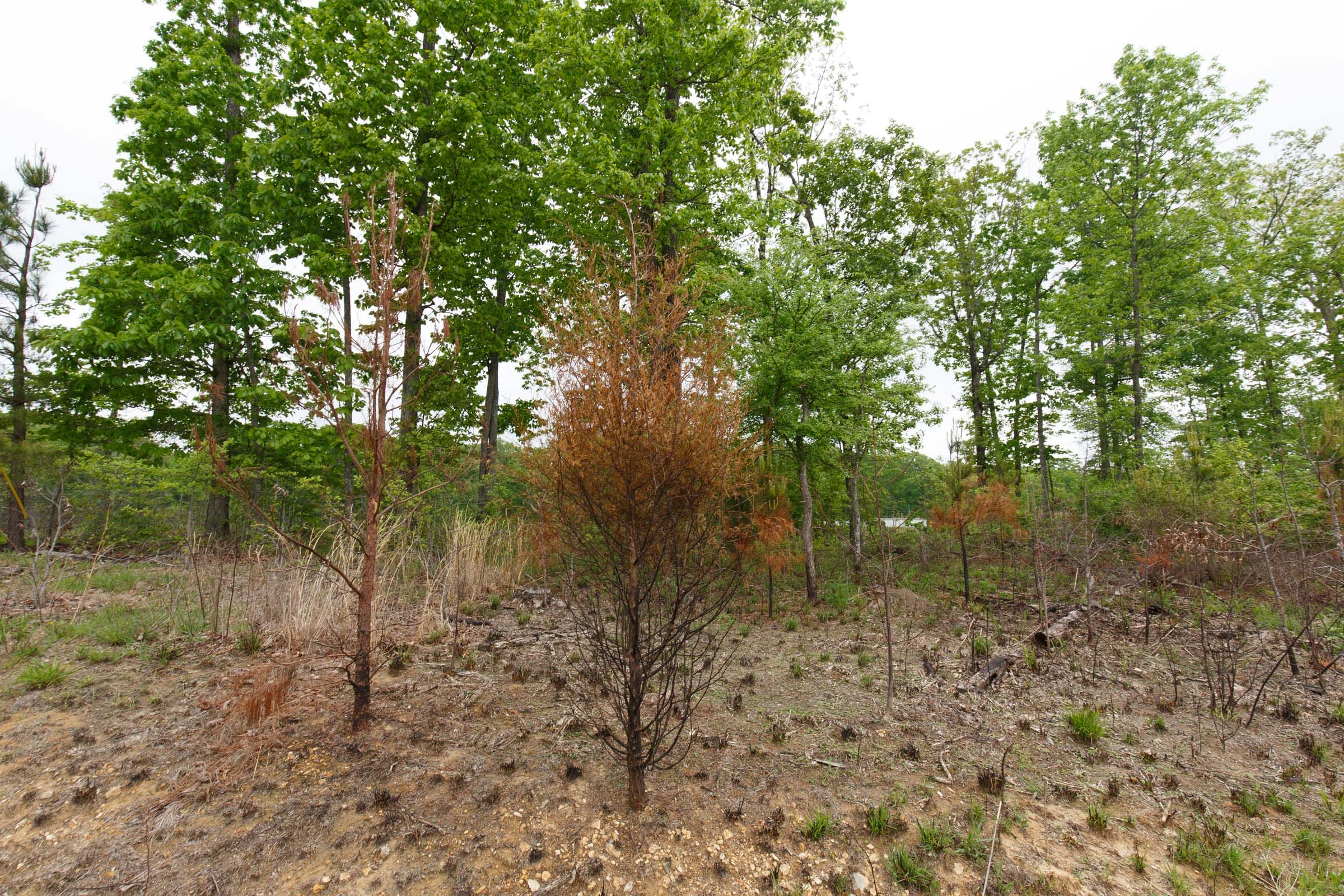 Red Barn Ranch Tract 8 photo 4