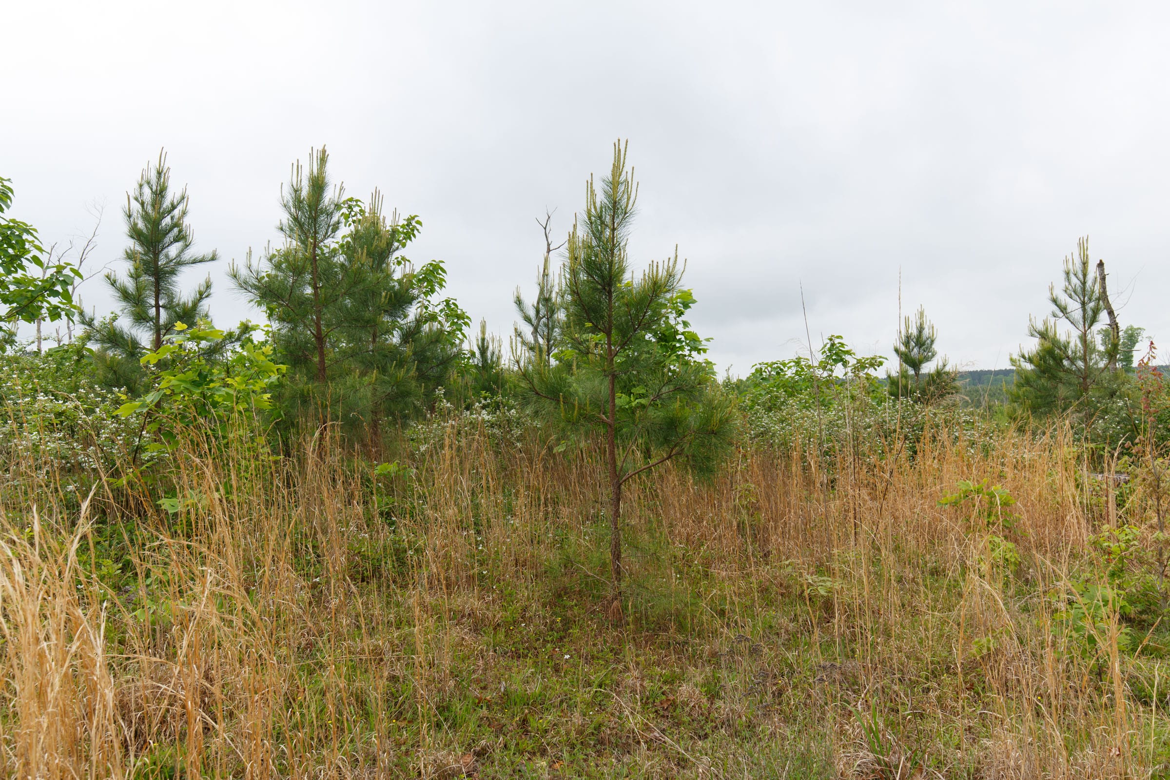 Red Barn Ranch Tract 8 photo 9