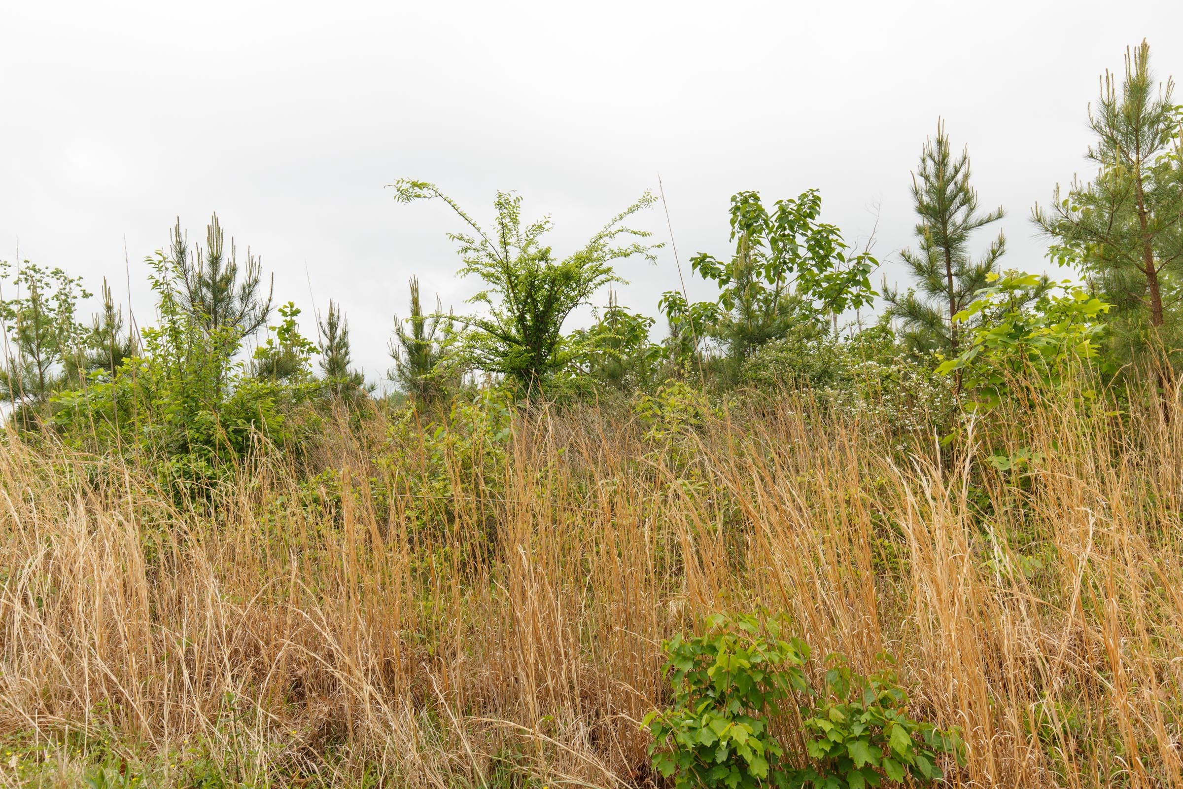 Red Barn Ranch Tract 8 photo 11