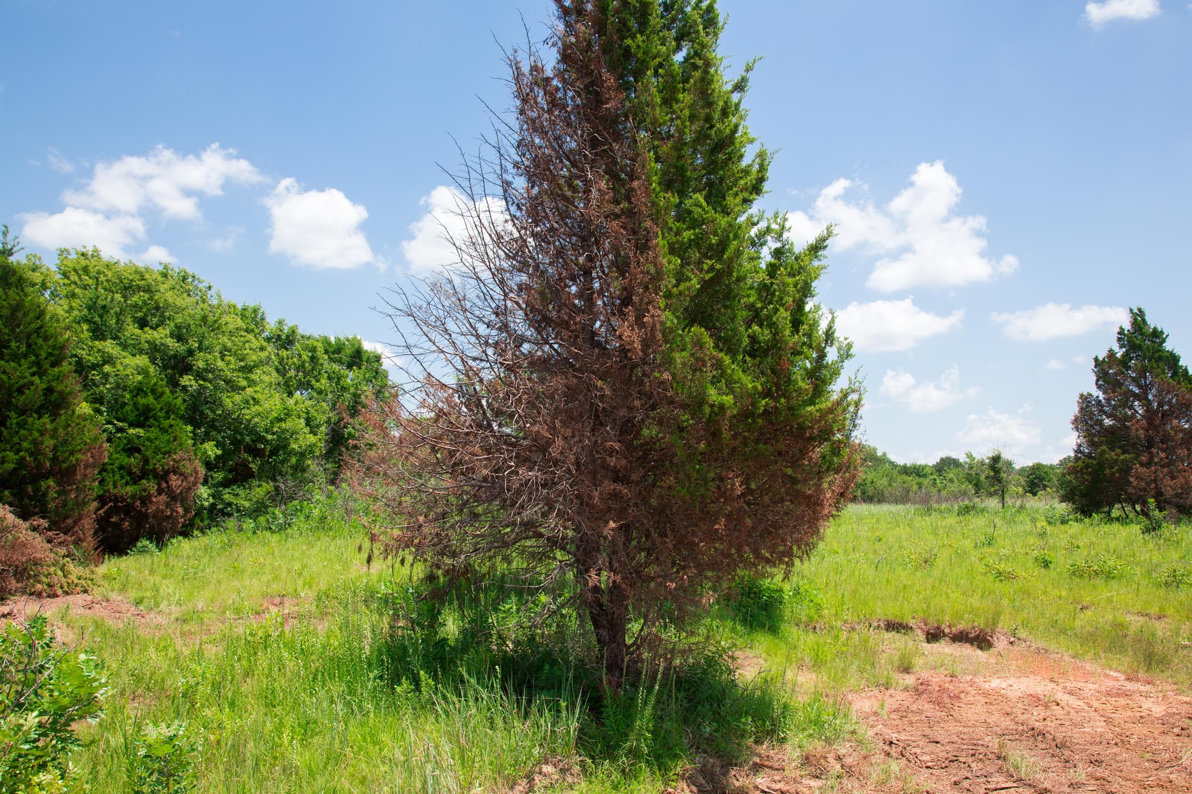 Deep Fork Ranch Tract 22 photo 5