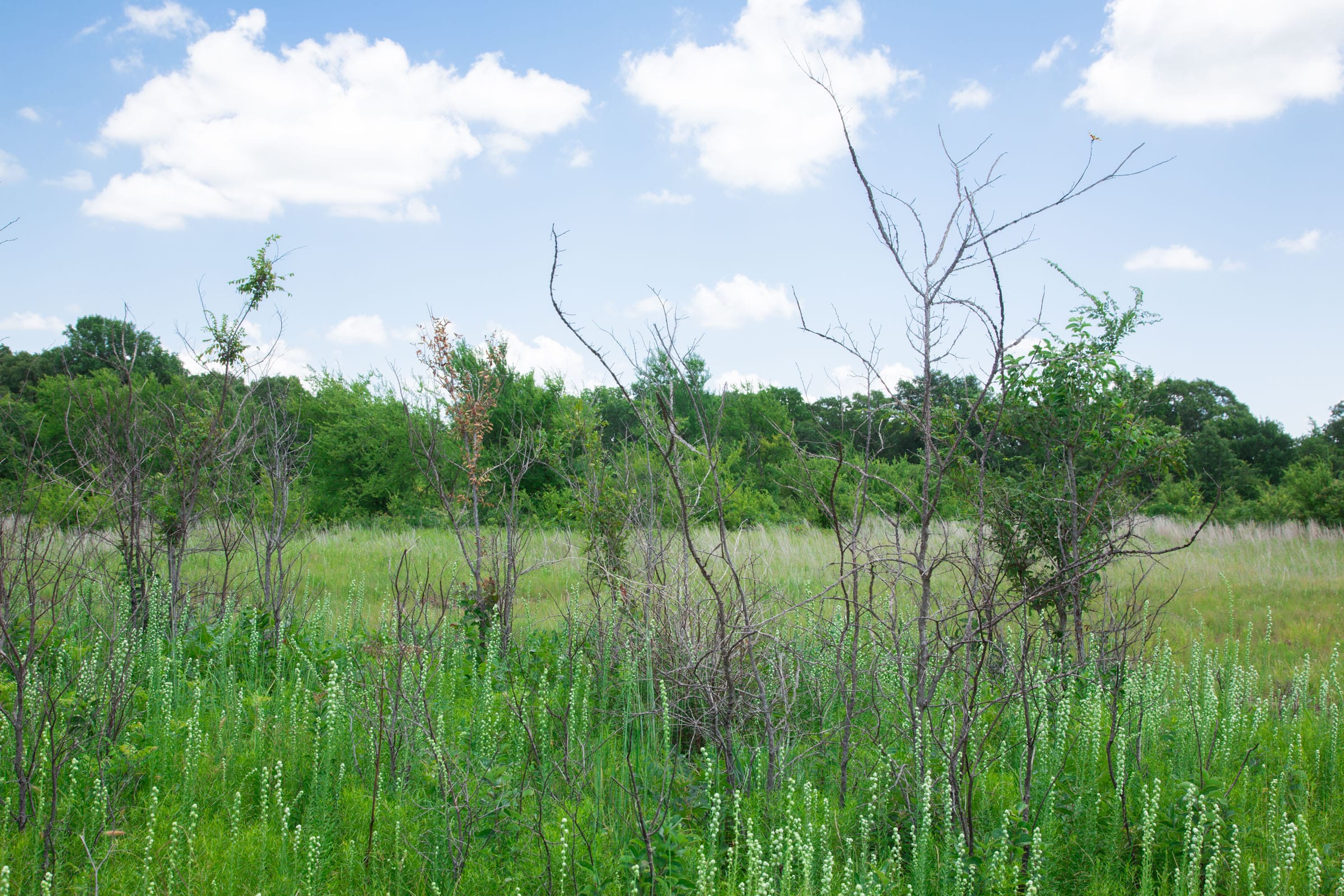 Deep Fork Ranch Tract 22 photo 10