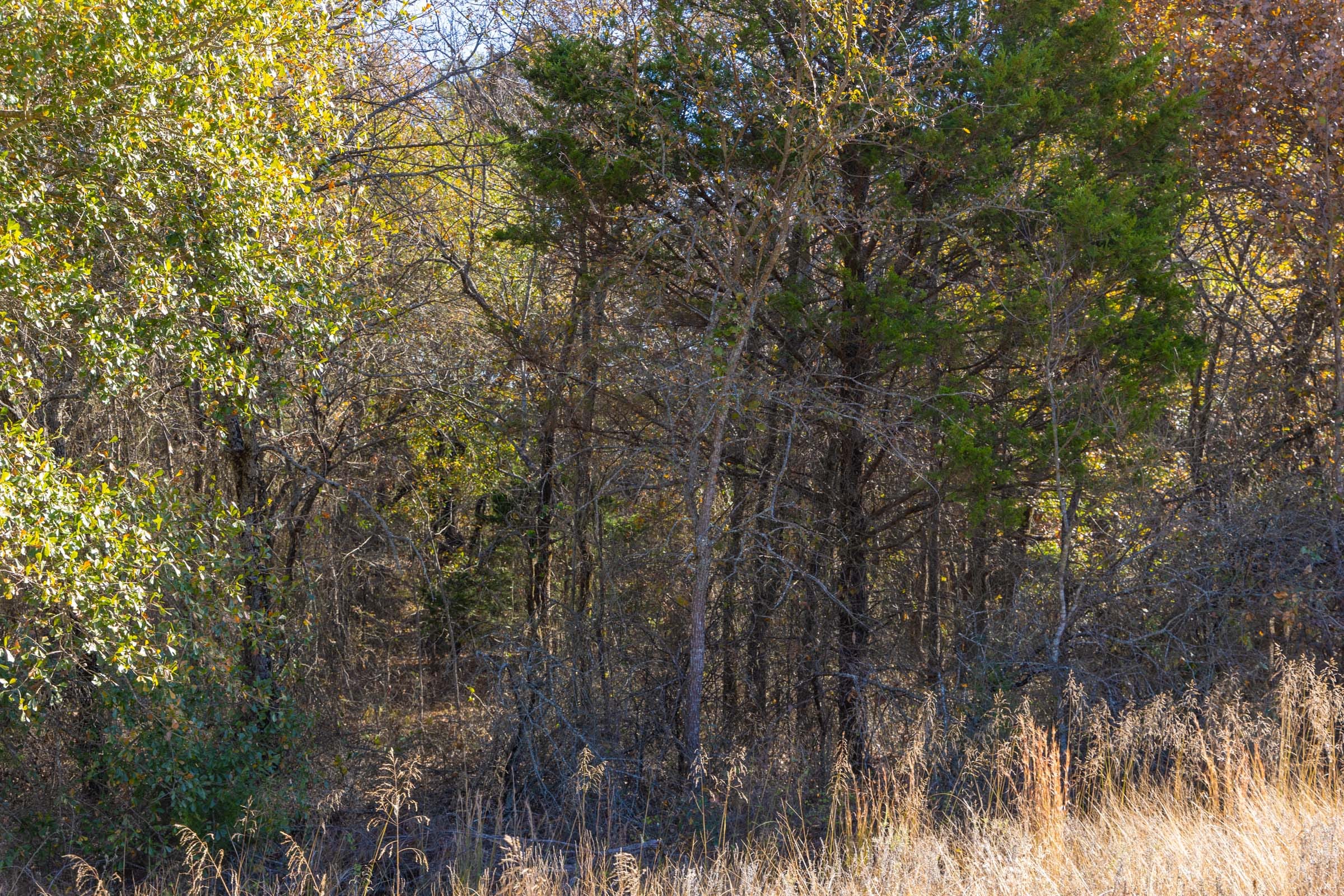 Harmony Hills Tract 40 photo 2