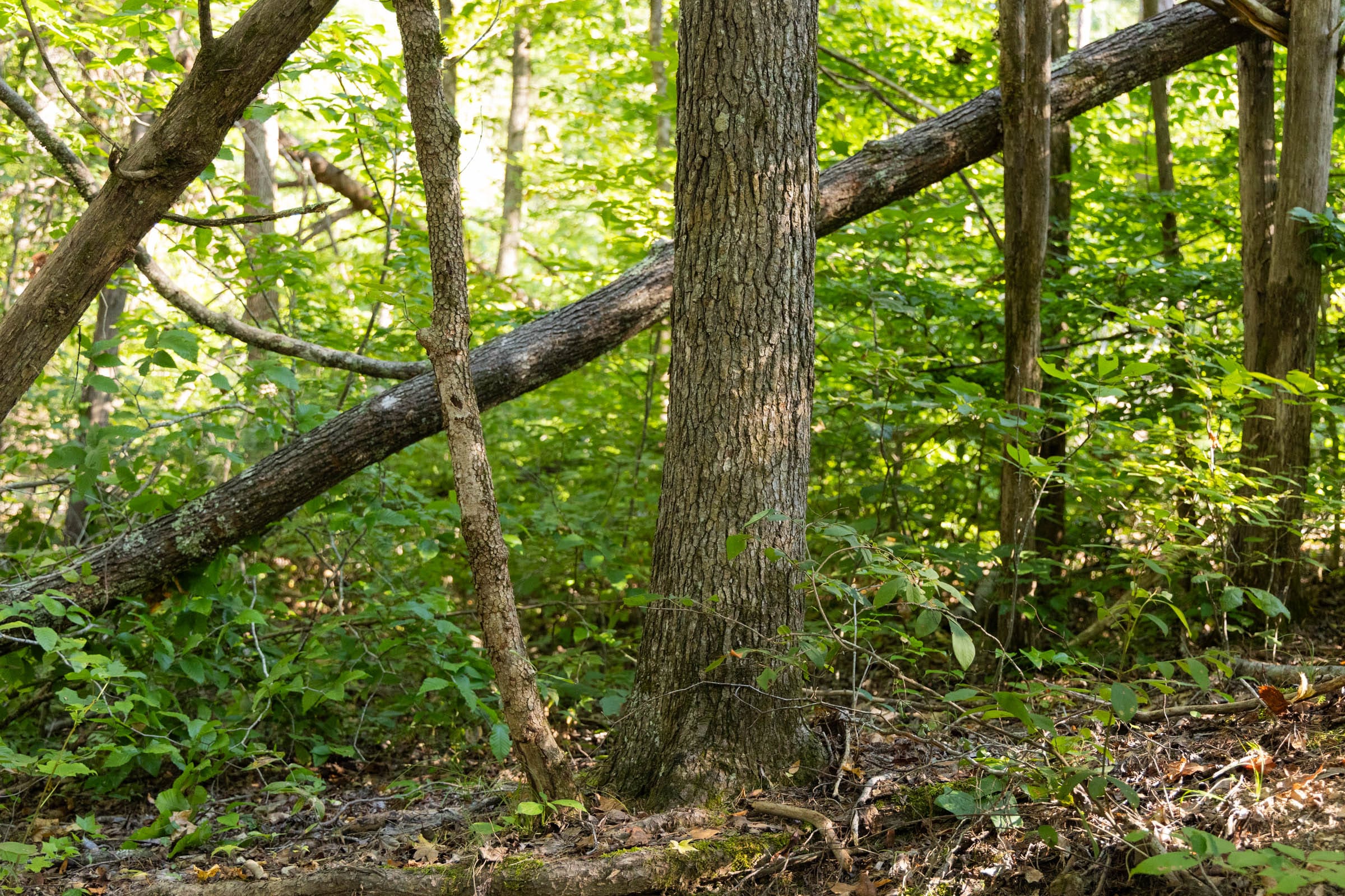 Big White Oak Tract 84 photo 12