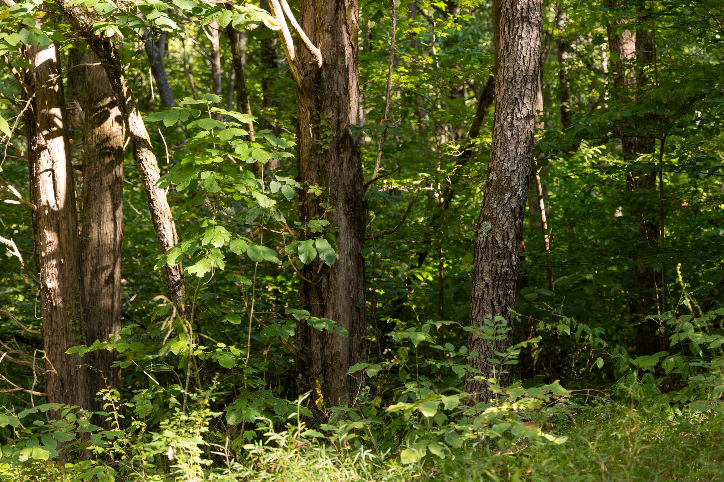 Big White Oak Tract 84 photo 11